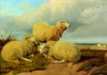 ovejas en la pradera